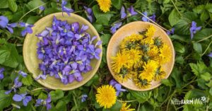 bowls of wild violets and dandelions that will be infused into honey