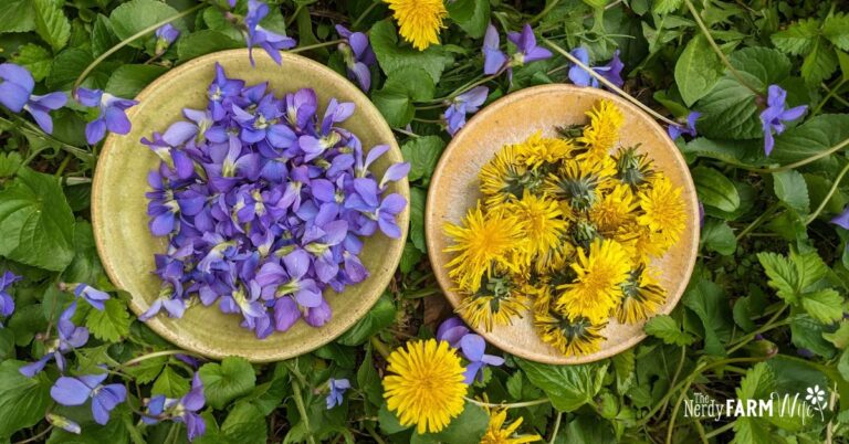 bowls of wild violets and dandelions that will be infused into honey