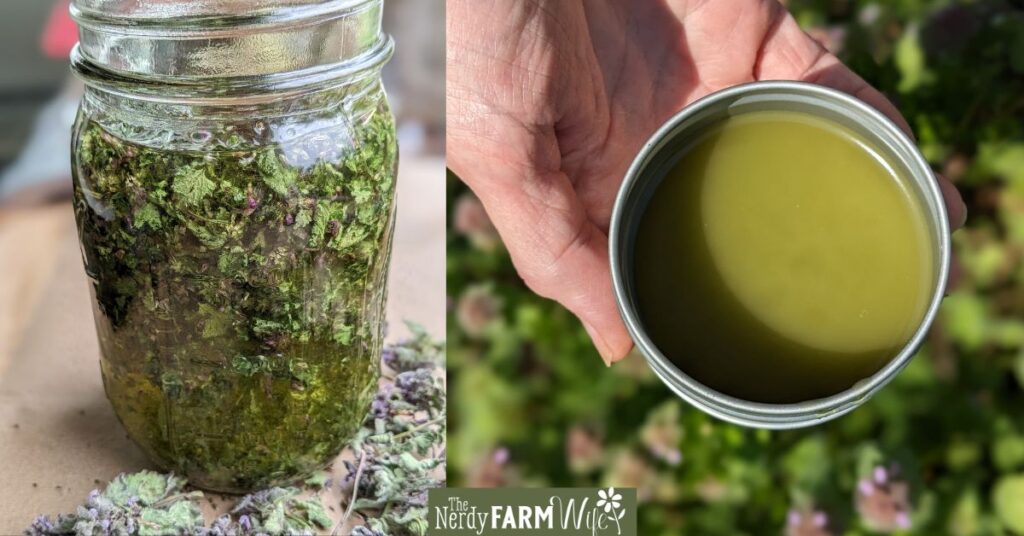 purple dead nettle infused oil and salve