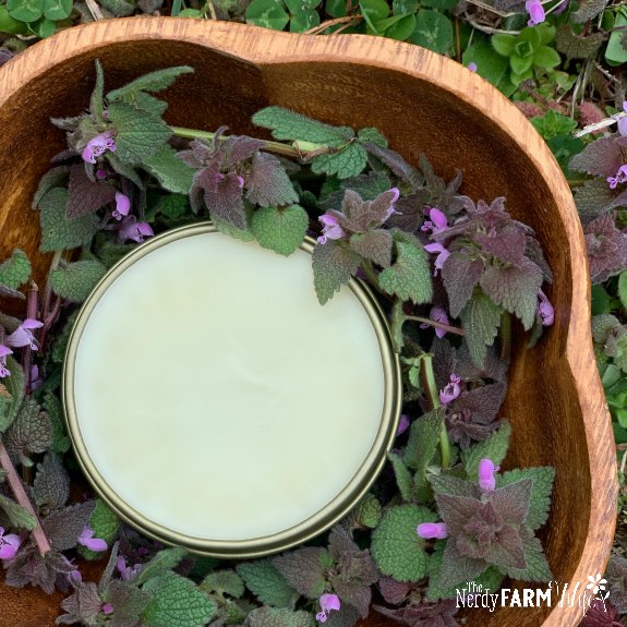 salve in a gold tin, surrounded by fresh purple dead nettle plants in a wooden bowl