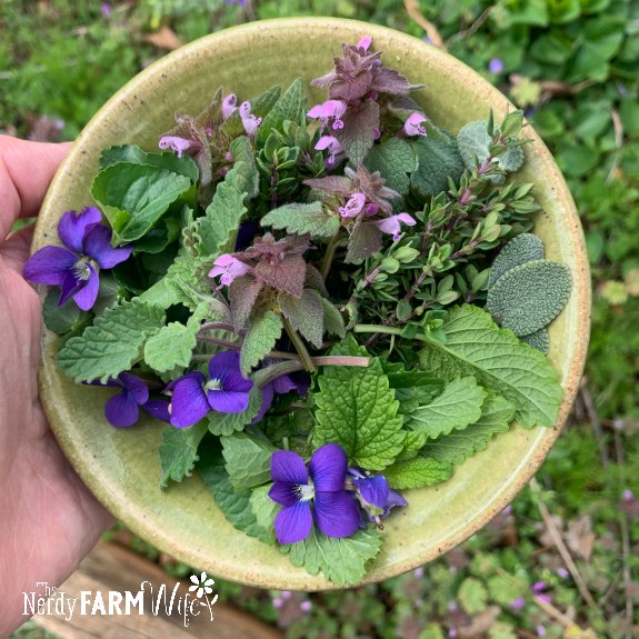 small green saucer with fresh flowers and herbs - violet flower, violet leaves, catnip, lemon balm, purple dead nettle, thyme, sage