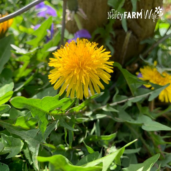 yellow dandelion flower surrounded by green dandelion leaves beside a fence post and metal fence