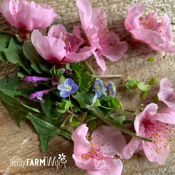 handful of fresh peach flower blossoms on a wooden background with green leaves and tiny blue and purple weeds