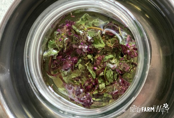 glass jar filled with dried purple dead nettle and oil placed in a stainless steel saucepan with water