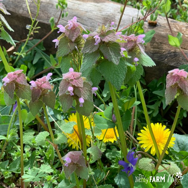 several purple dead nettle plants surrounded by dandelions, violets, and chickweed