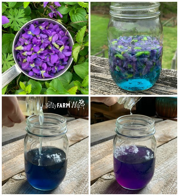 four square collage showing 1 cup of fresh violet flowers, a jar with a violet flower infusion, a jar of blue violet infusion with lemon juice being poured in, a jar of now-purple violet infusion because of lemon color change