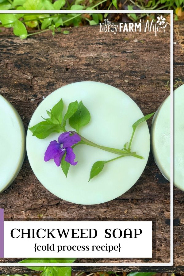 round bars of soap on a log background with chickweed leaves and a fresh violet flower, text says "Chickweed Soap {cold process recipe}"