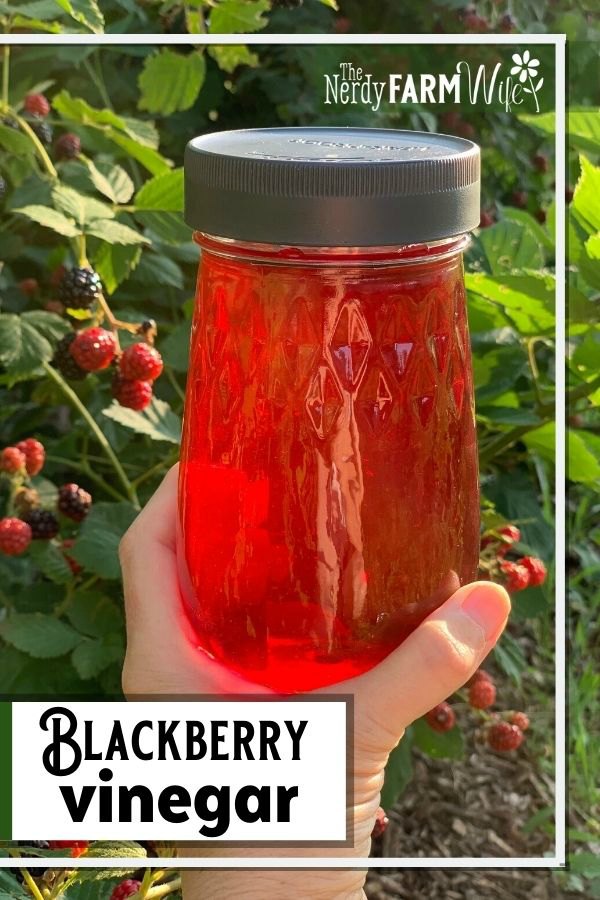 hand holding jar of blackberry vinegar, text says "blackberry vinegar"