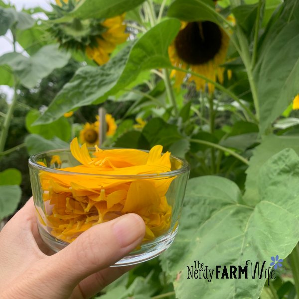 sunflower petals in a glass bowl in front of fresh sunflower plants
