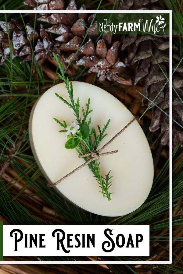 bar of soap surrounded by pine cones and needles