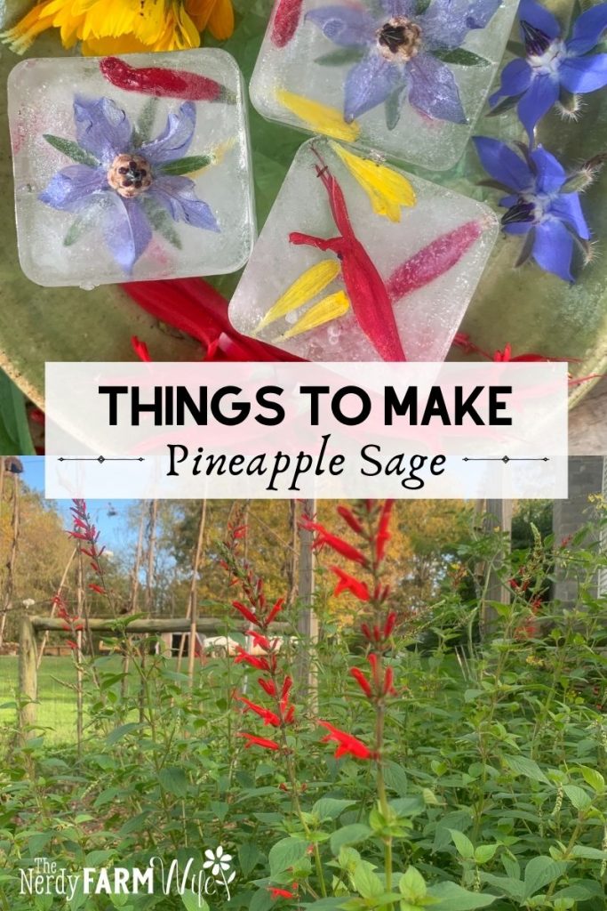 pineapple sage plant and ice cubes, text says "Things to Make Pineapple Sage"