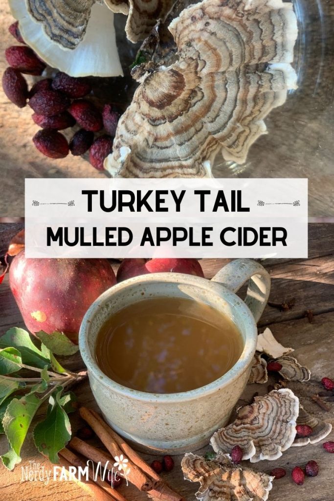 turkey tail mushrooms and mulled apple cider in a rustic pottery mug, text says "Turkey Tail Mulled Apple Cider"