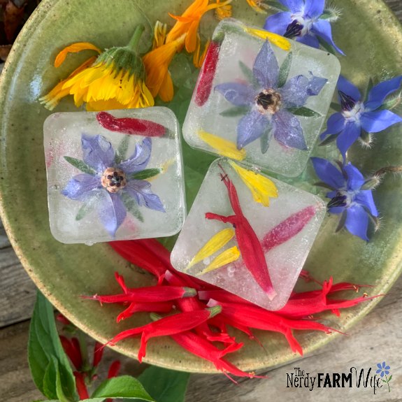 small saucer with frozen ice cubes made with pineapple sage, calendula, borage flowers