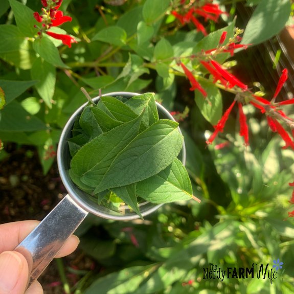 pineapple sage leaves in a measuring cup