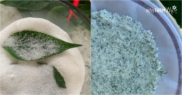 two ways to make pineapple sage sugar