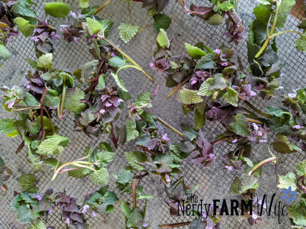 screen covered with fresh purple dead nettle tops