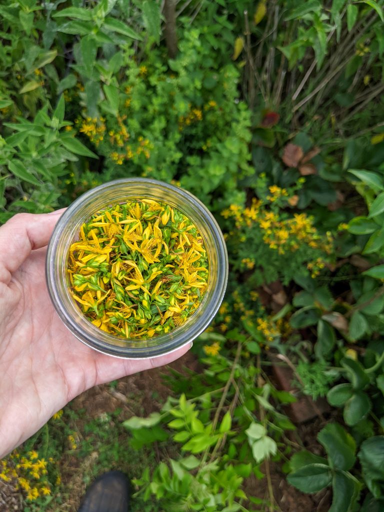Forage & Infuse St. John’s Wort Flowers!