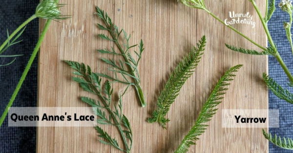 Queen Anne's Lace and Yarrow Leaves differences