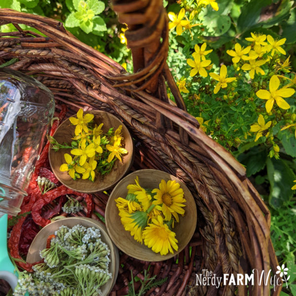 basket of St John's Wort and other herbs