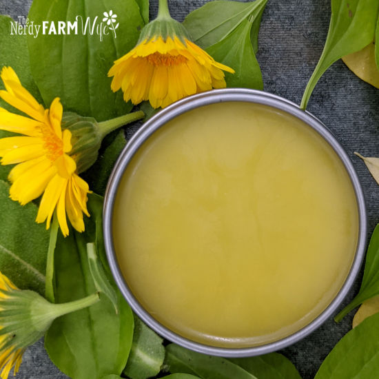 tin of salve surrounded by mullein, plantain, and calendula