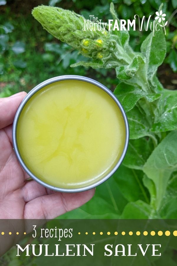 How to Make Mullein Salve (3 recipes)