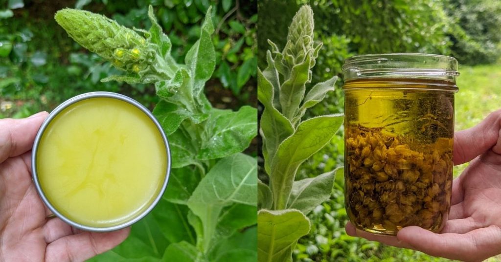 hands holding tin of salve and jar of infused oil in front of mullein plants