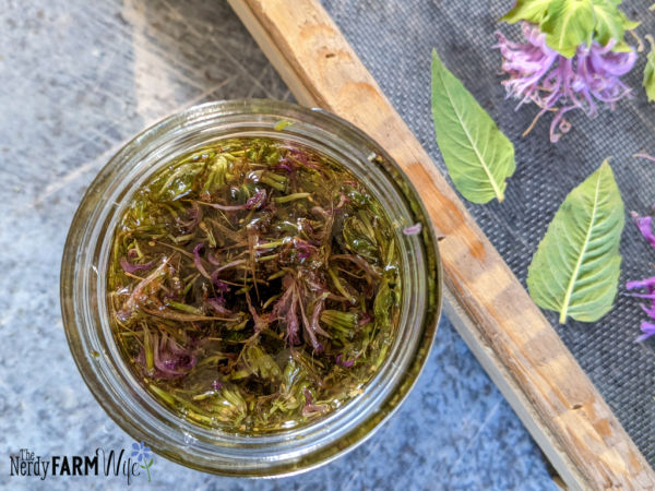 jar of oil with dried bee balm flowers and leaves