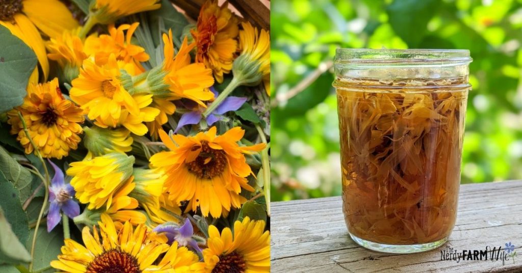 calendula flowers and jar of calendula tea