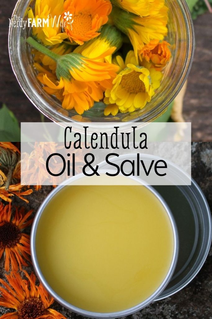 fresh calendula flowers and tin of calendula salve