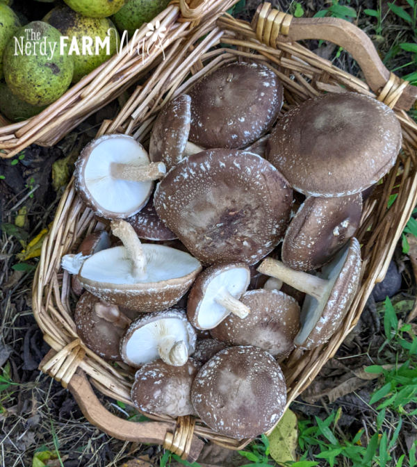 shiitake mushrooms in a basket