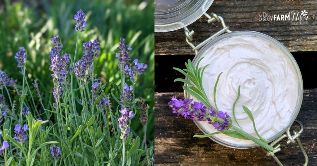 fresh lavender flowers and a jar of body butter