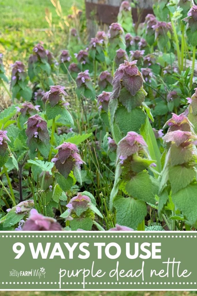 a large group of purple dead nettle flowering weeds