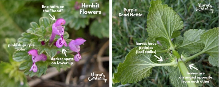 photos of henbit flowers and purple dead nettle leaves