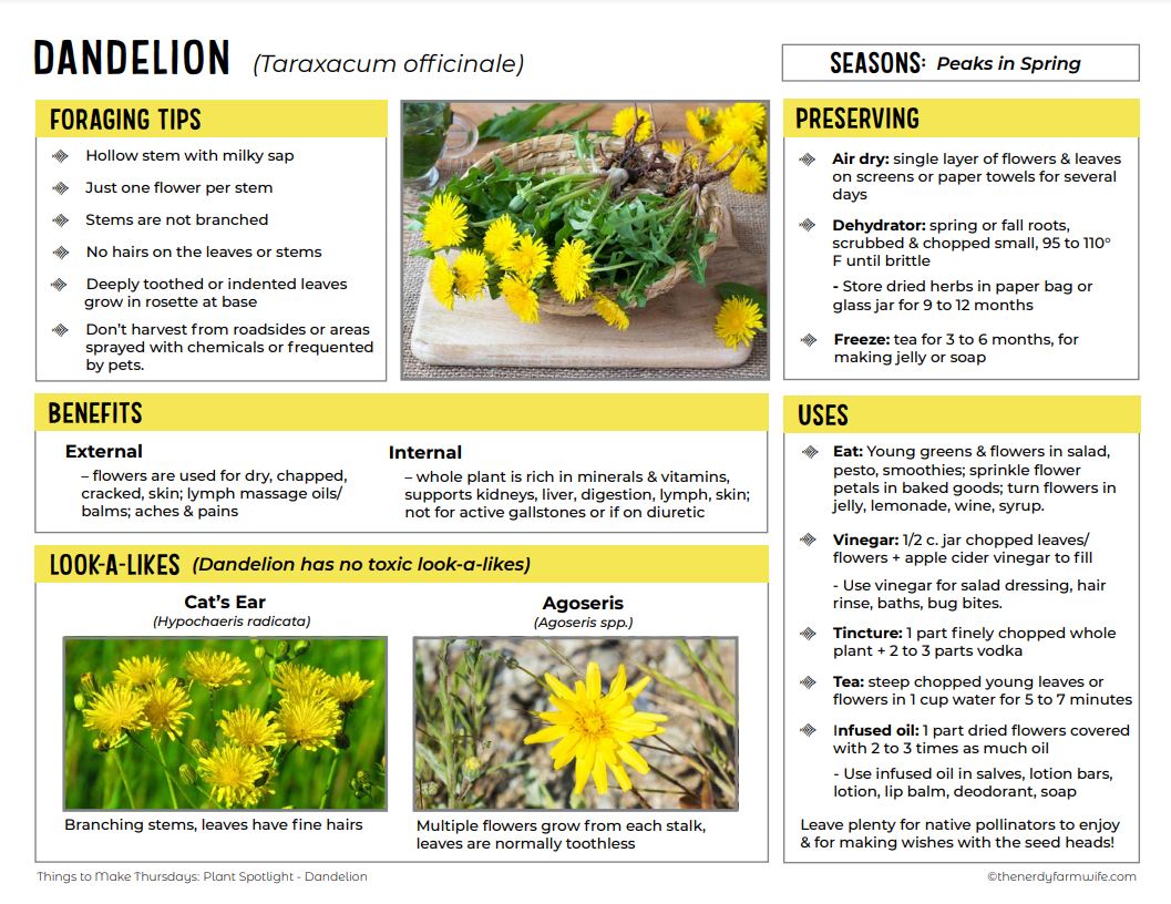 12+ Things to Make With Dandelion Flowers (+printable!)