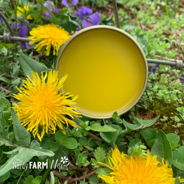 tin of dandelion salve surrounded by fresh dandelions and violets