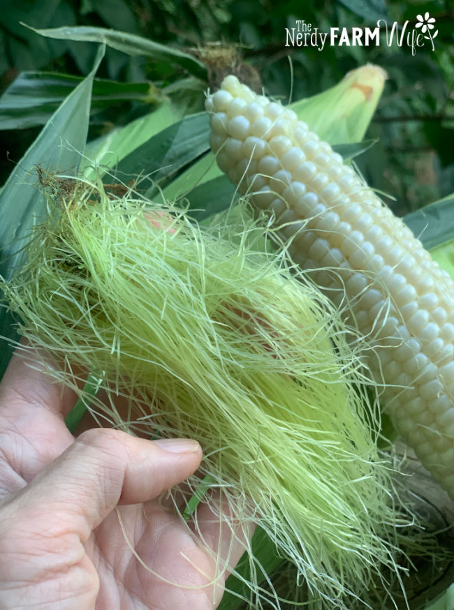 a hand holding fresh corn silk