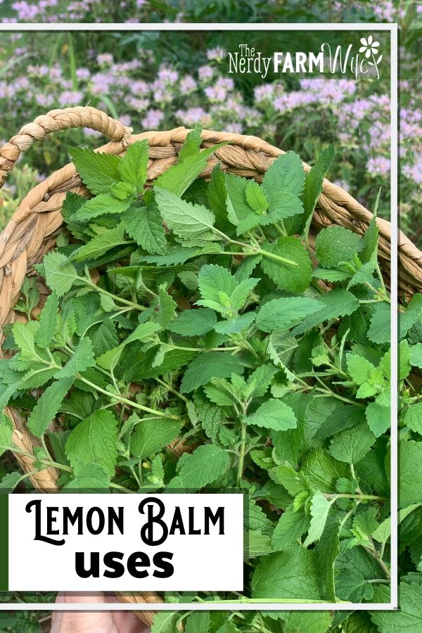 basket of lemon balm leaves and lemon balm uses