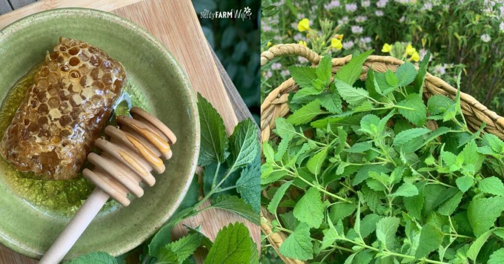 small comb of honey and a basket of fresh lemon balm leaves.