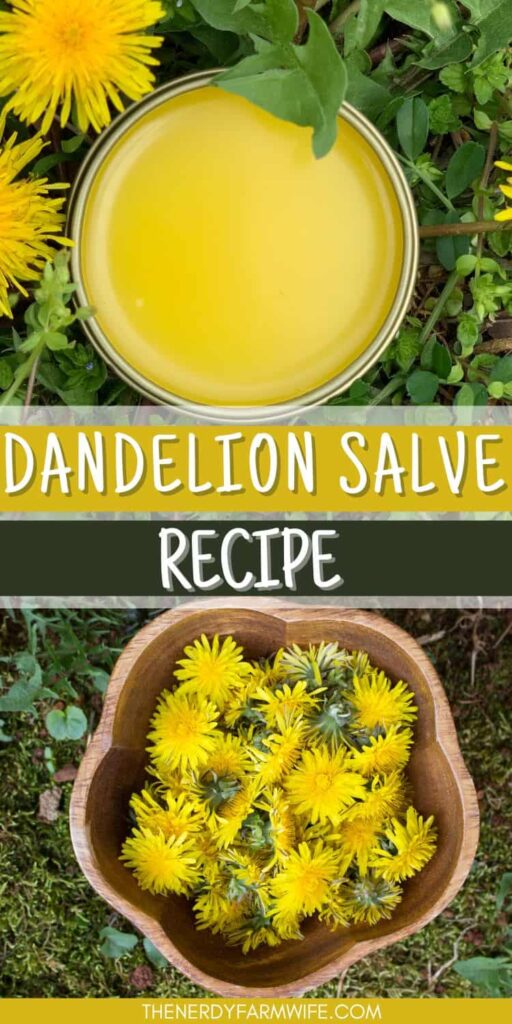a tin of homemade dandelion salve and a bowl of fresh dandelion flowers