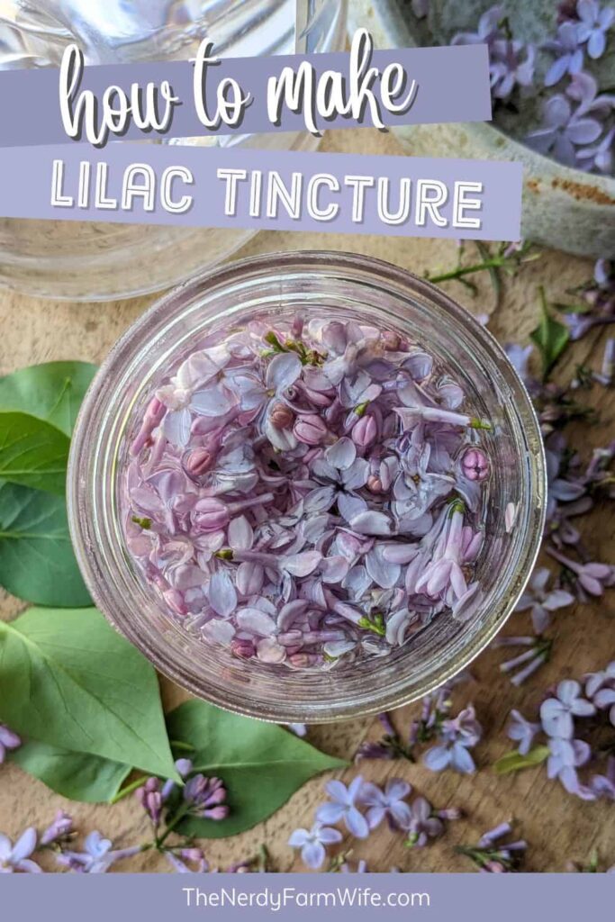 a jar of freshly made lilac tincture