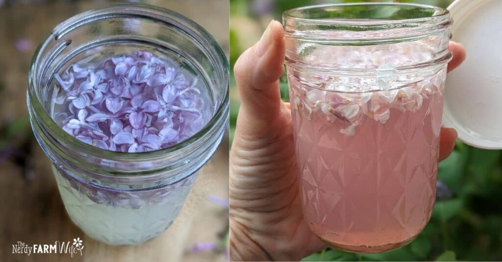 jar of lilacs and lemonade before and after infusing overnight; the lilacs have turned the lemonade pink