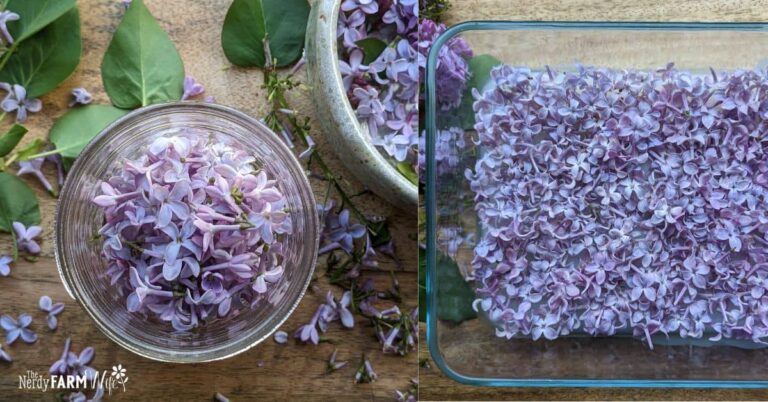 How to Enfleurage Fresh Lilac Flowers