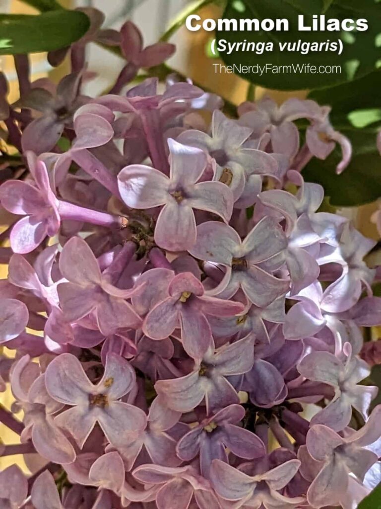 a closeup view of common lilac flowers - syringa vulgaris