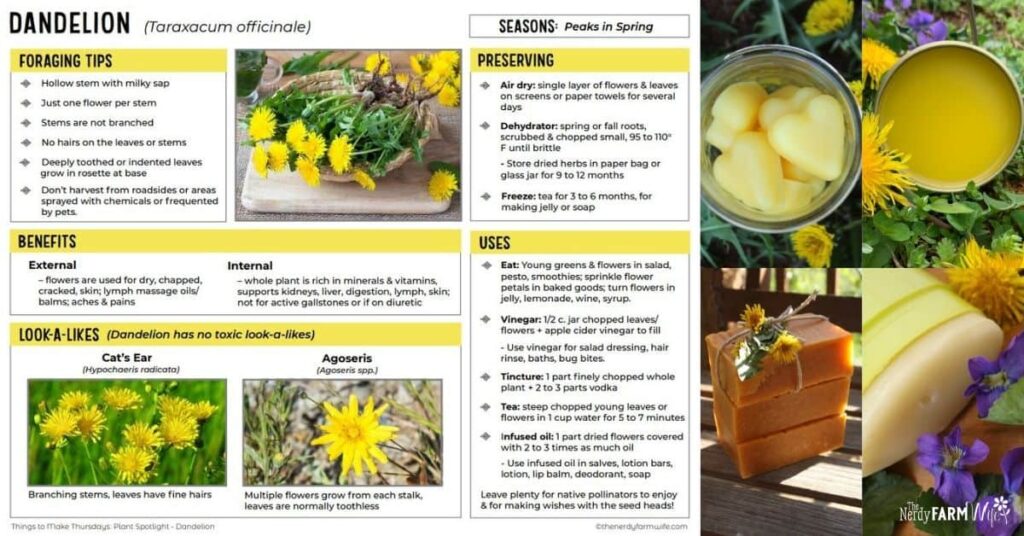 thumbnail of a printable all about using dandelions, plus photos of dandelion lotion bars, salve, soap, and deodorant
