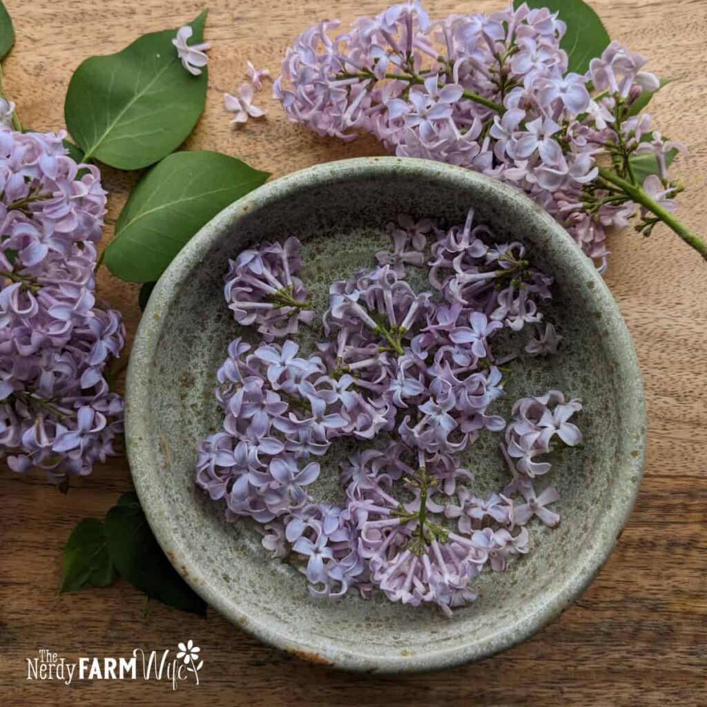 bowl of lilac clusters and blooms