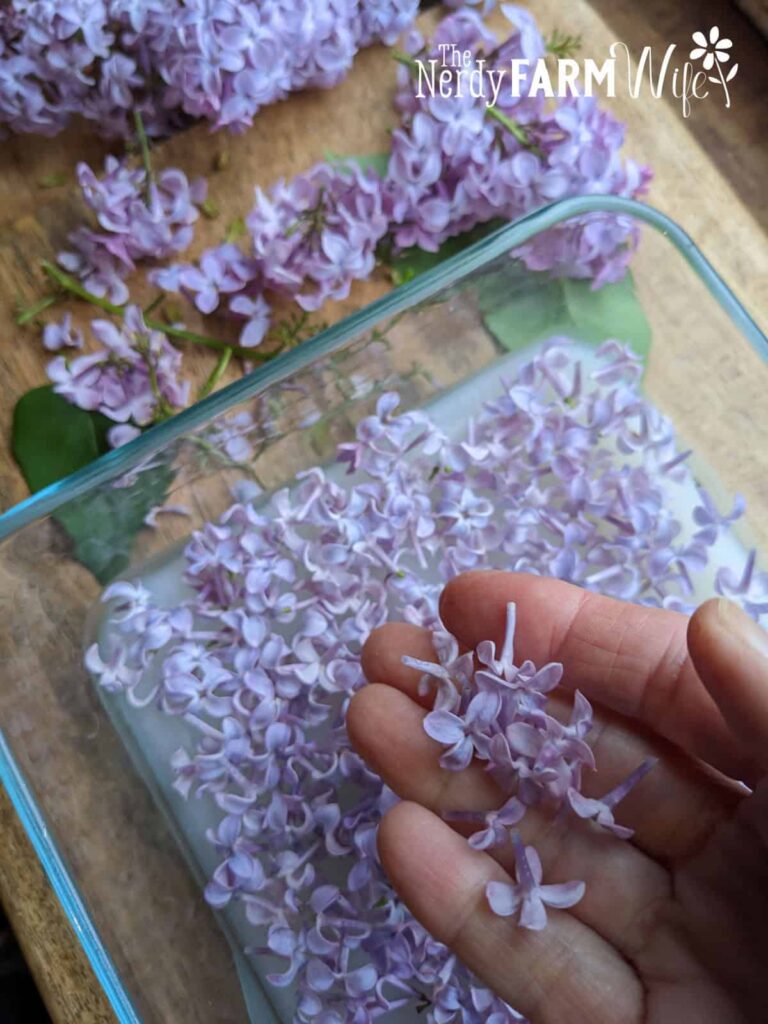 woman's hand holding fresh lilac flowers