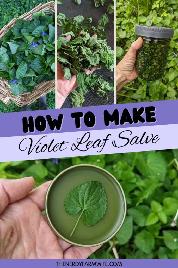 a basket of fresh violet leaves, dried violet leaves, infused leaf oil, and finished salve