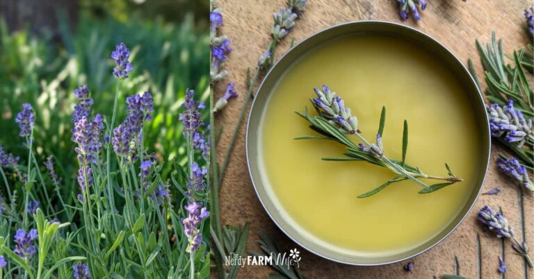 fresh lavender plant beside a tin of homemade lavender salve