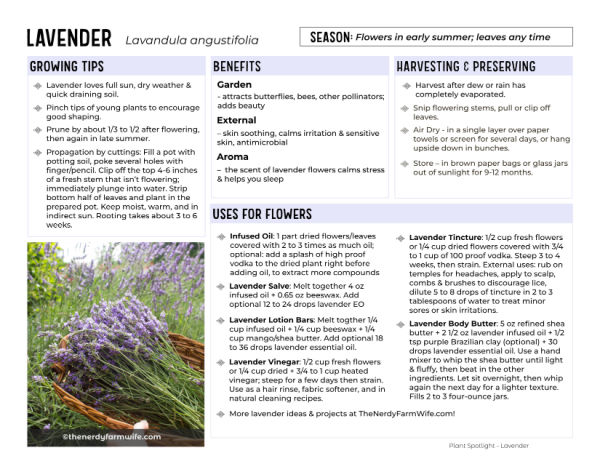 thumbnail of printable all about lavender