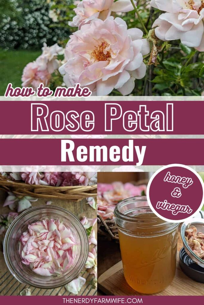 jars of rose petals, vinegar, and honey to make an herbal oxymel